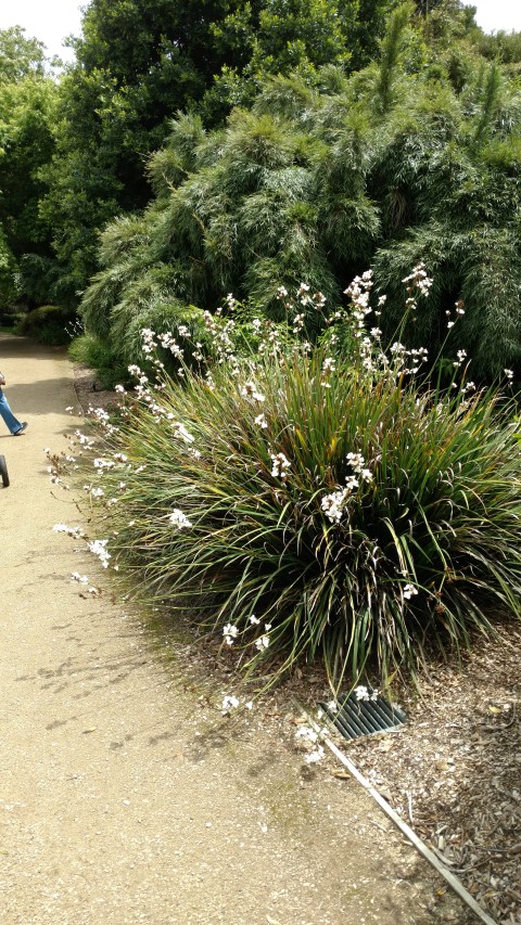 Libertia formosa plantplacesimage20161213_130226.jpg