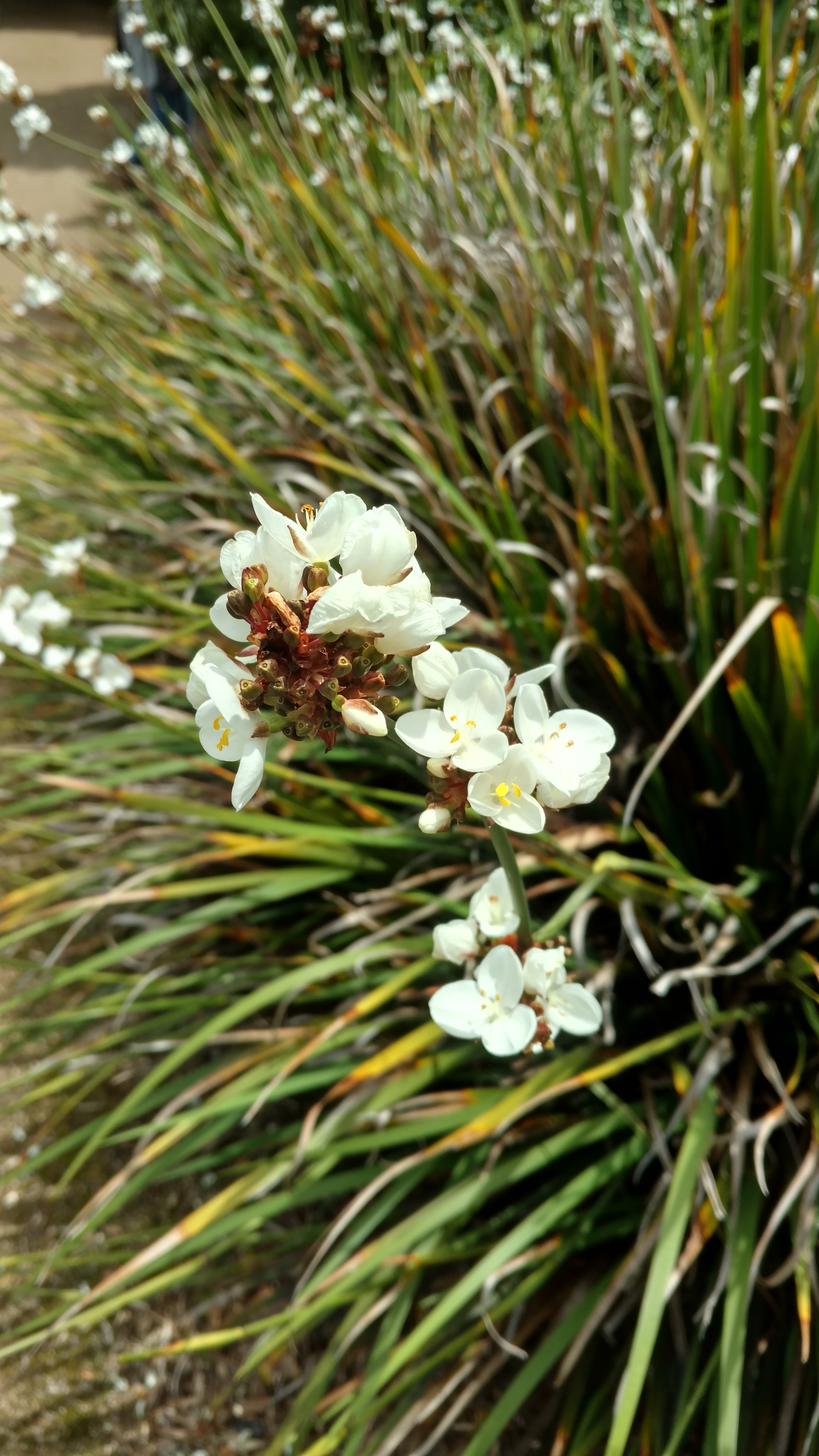 Libertia formosa plantplacesimage20161213_130240.jpg