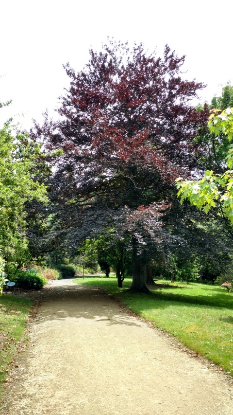 Fagus sylvatica purpurea plantplacesimage20161213_130518.jpg