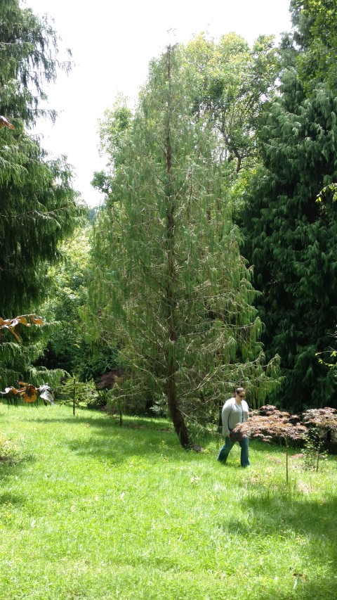 Cupressus cashmeriana plantplacesimage20161213_130726.jpg