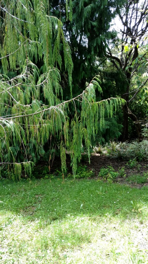 Cupressus cashmeriana plantplacesimage20161213_130859.jpg