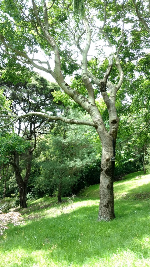 Populus tremula plantplacesimage20161213_131015.jpg