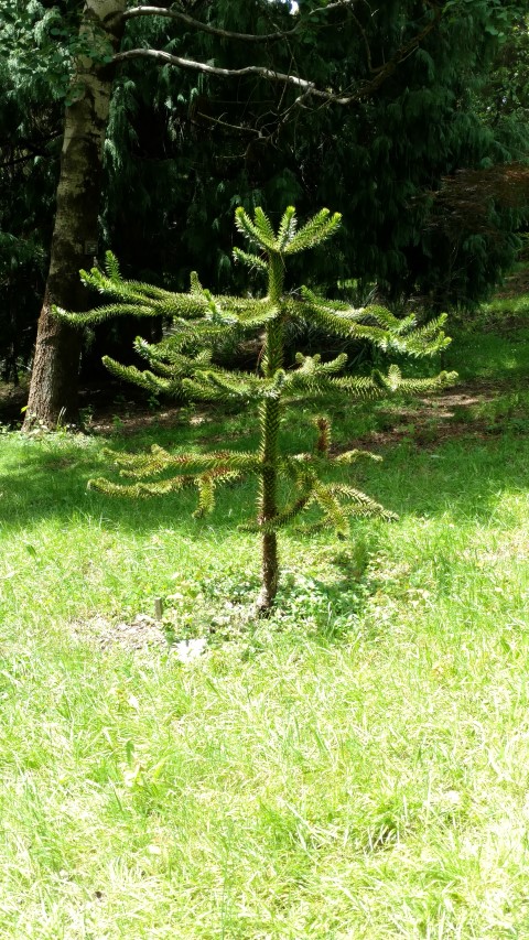 Araucaria araucana plantplacesimage20161213_131117.jpg