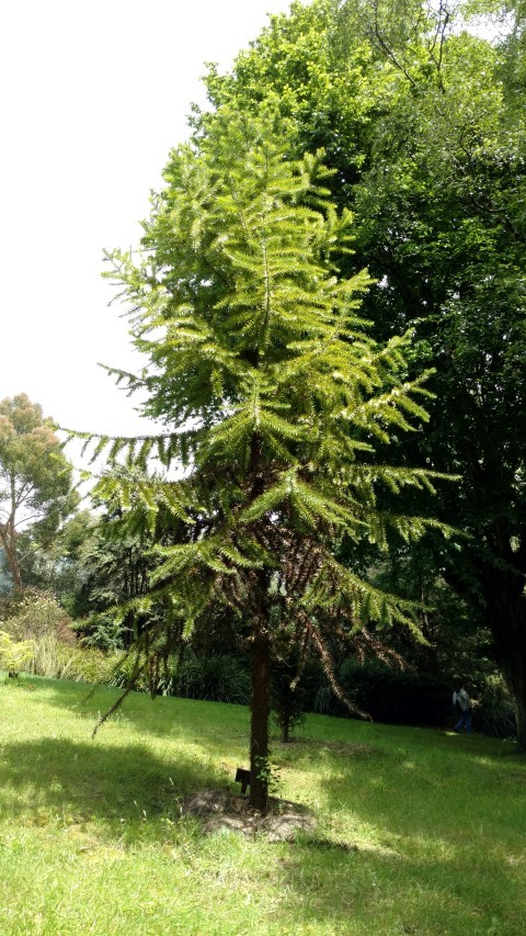Araucaria angustifolia plantplacesimage20161213_131203.jpg