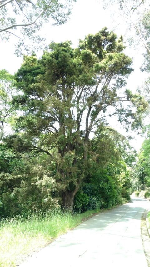 Podocarpus totara plantplacesimage20161213_131528.jpg