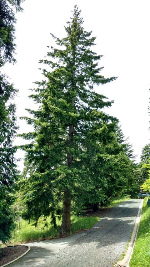 Pseudotsuga menziesii plantplacesimage20161213_132105.jpg