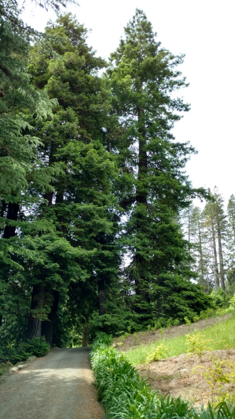 sequoia sempervirens plantplacesimage20161213_132229.jpg