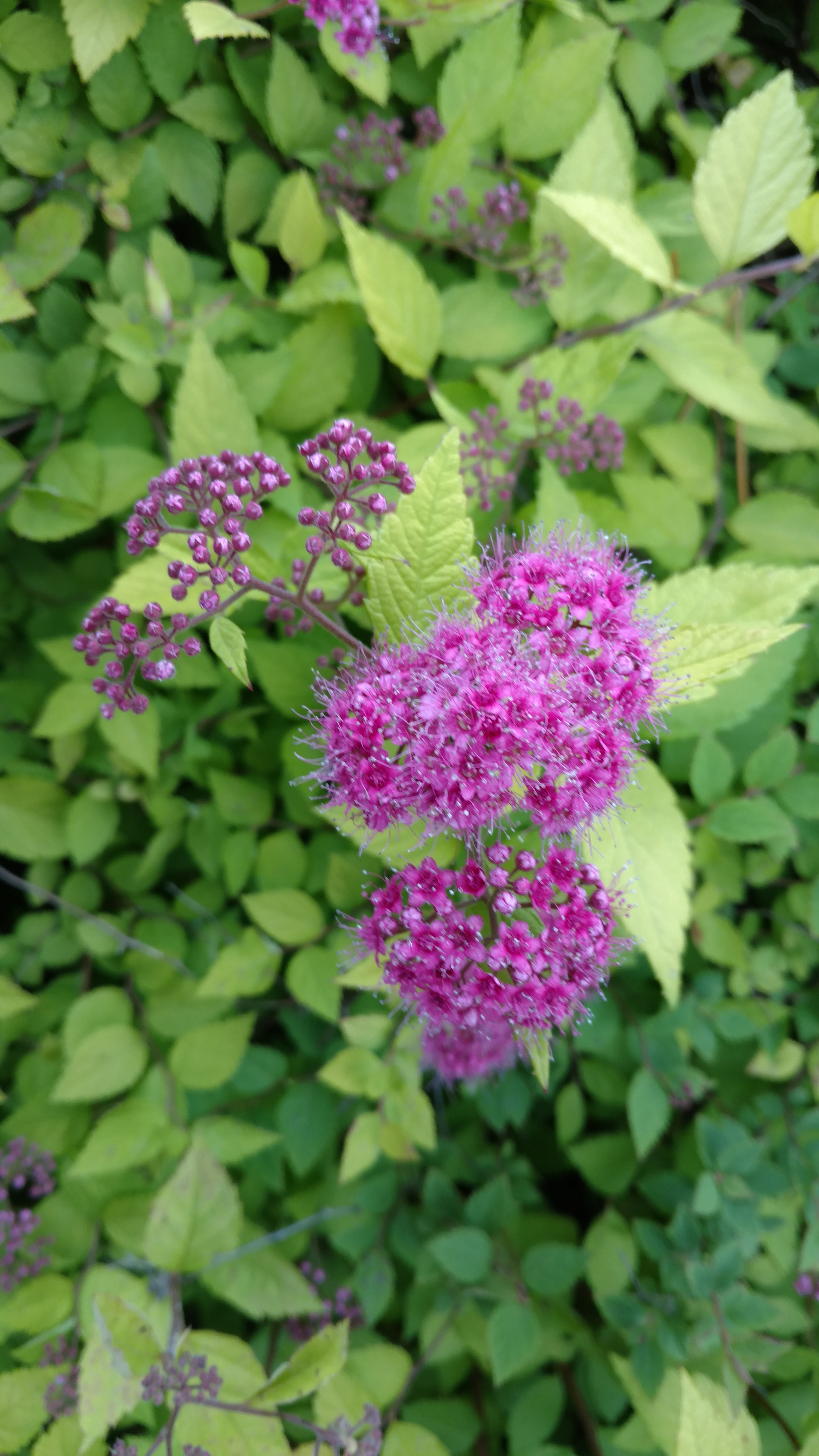 Spiraea japonica plantplacesimage20161213_132806.jpg