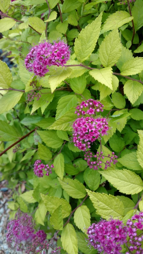 Spiraea japonica plantplacesimage20161213_132827.jpg