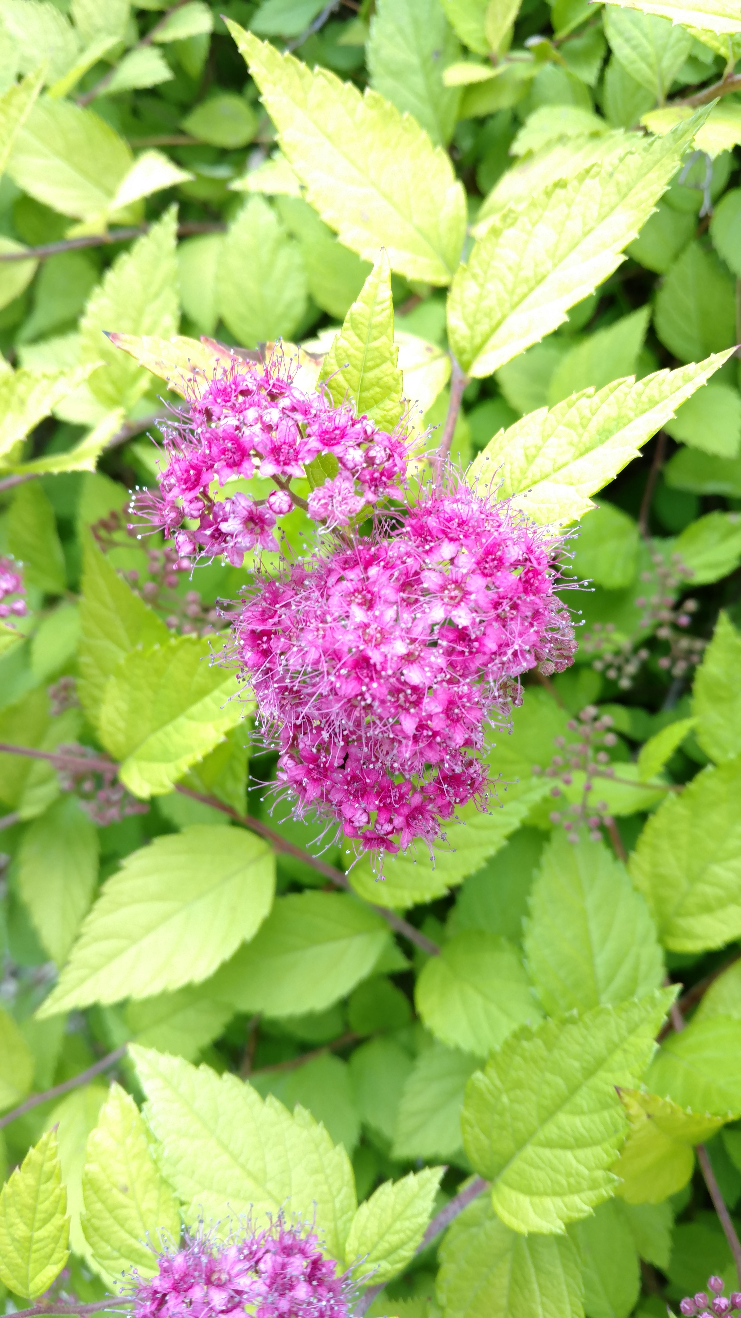 Spiraea japonica plantplacesimage20161213_132843.jpg