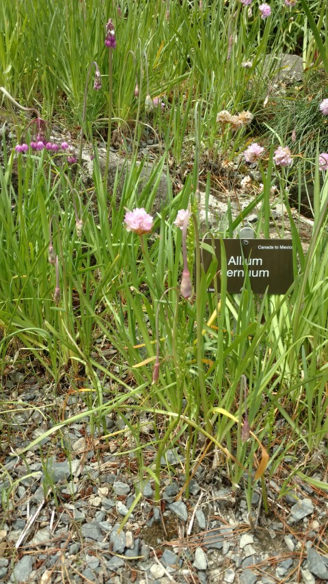 Allium cernuum plantplacesimage20161213_133419.jpg