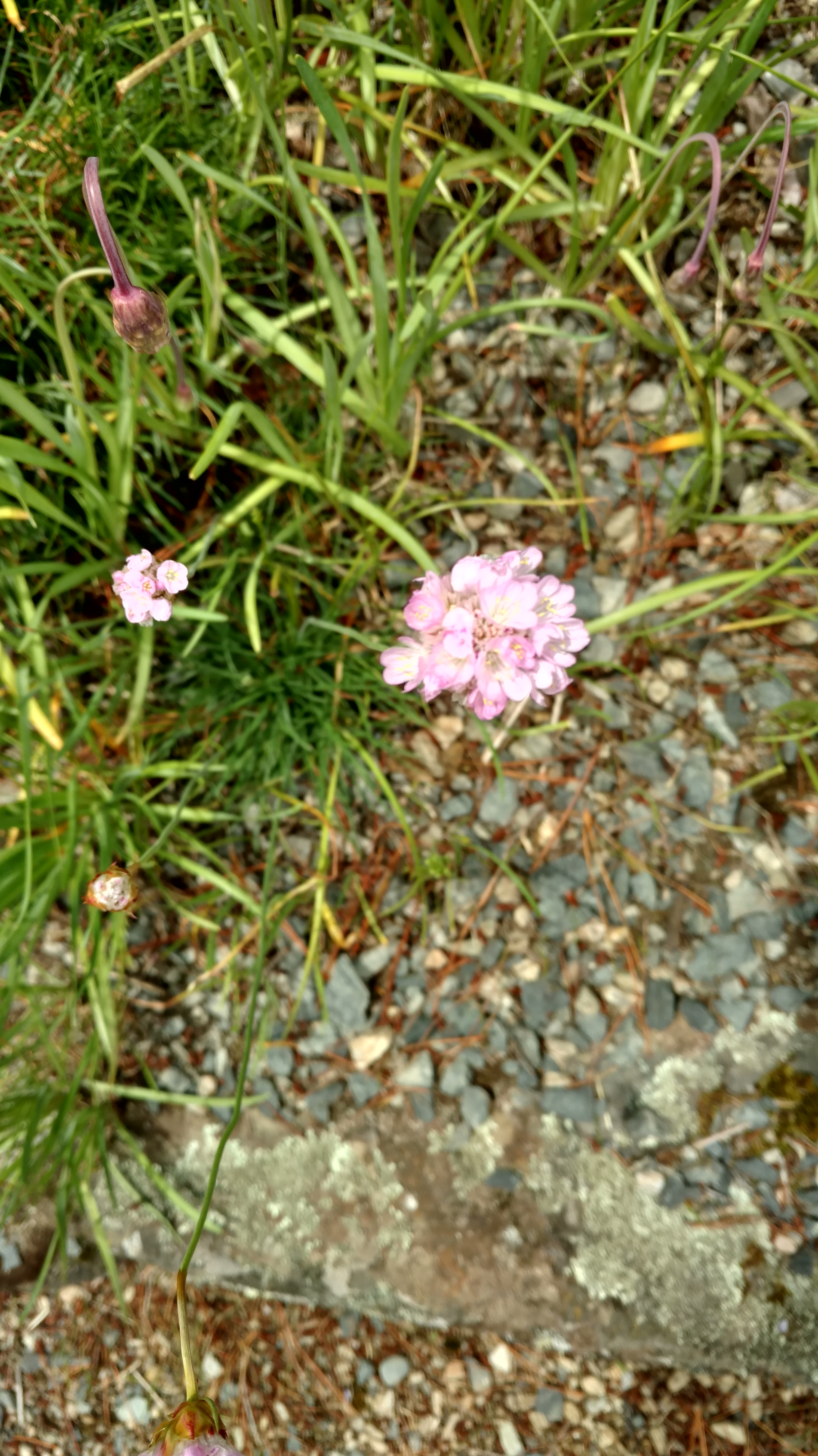 Allium cernuum plantplacesimage20161213_133449.jpg