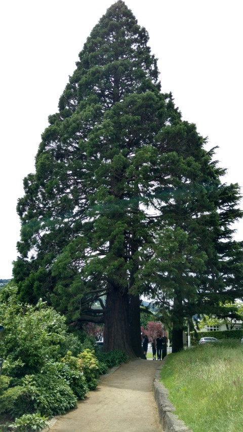 Sequoiadendron giganteum plantplacesimage20161213_133741.jpg