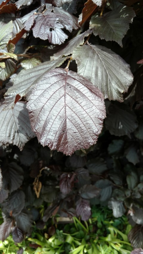 Corylus maxima plantplacesimage20161213_134037.jpg