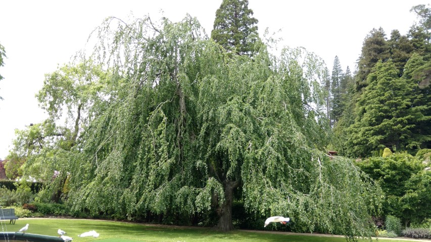 Fagus sylvatica plantplacesimage20161213_134128.jpg