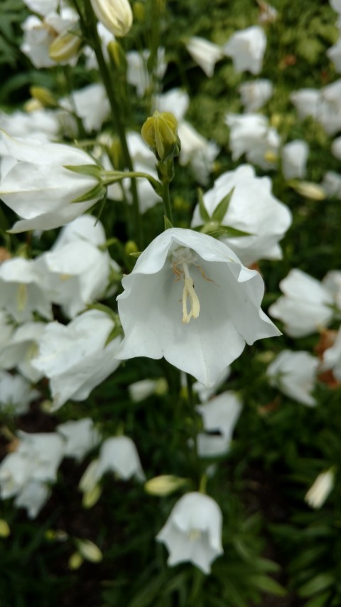 Campanula persicifolia plantplacesimage20161213_134355.jpg