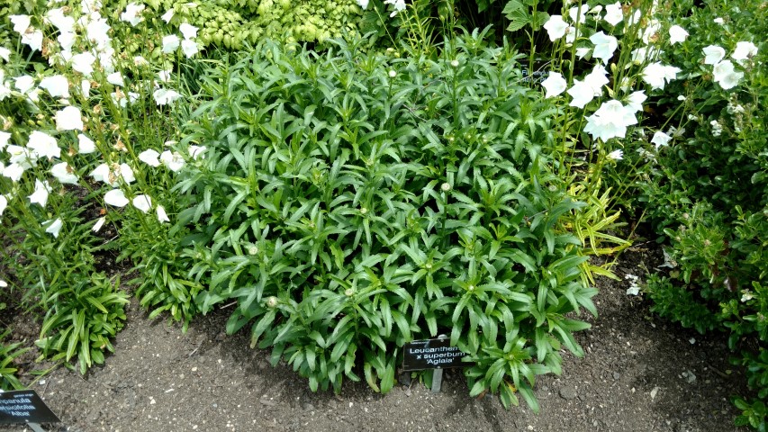 Leucanthemum superbum plantplacesimage20161213_134434.jpg