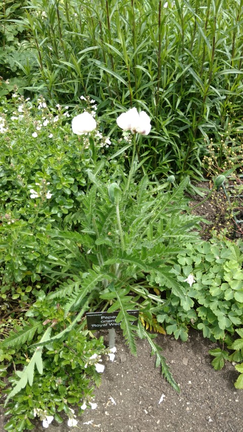 Papaver oriental plantplacesimage20161213_134522.jpg