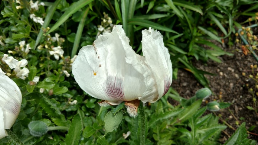 Papaver oriental plantplacesimage20161213_134530.jpg