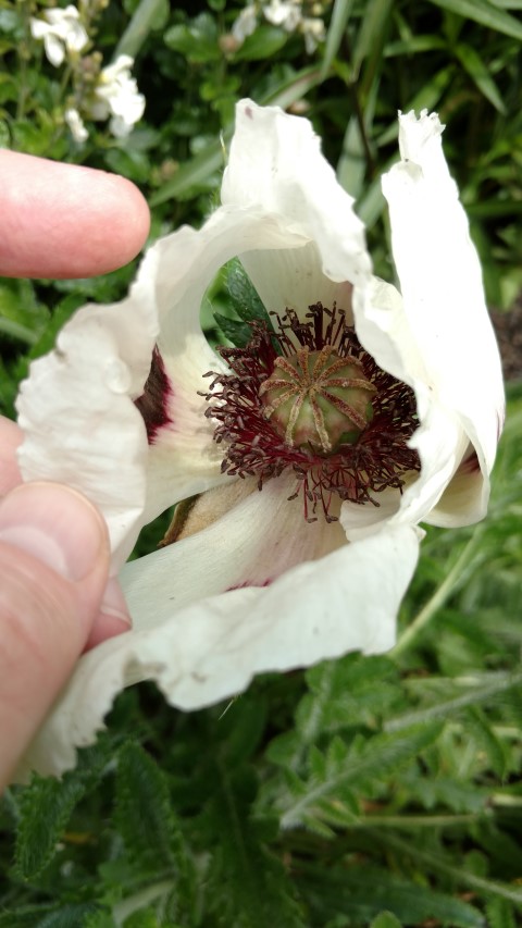 Papaver oriental plantplacesimage20161213_134546.jpg