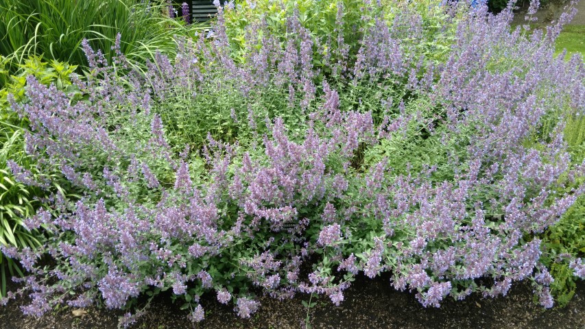 Nepeta racemosa plantplacesimage20161213_134729.jpg