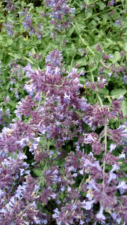 Nepeta racemosa plantplacesimage20161213_134742.jpg