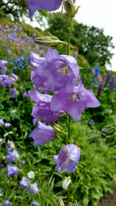 Campanula persicifolia plantplacesimage20161213_134826.jpg