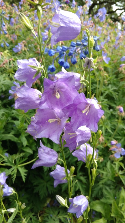 Campanula persicifolia plantplacesimage20161213_134849.jpg