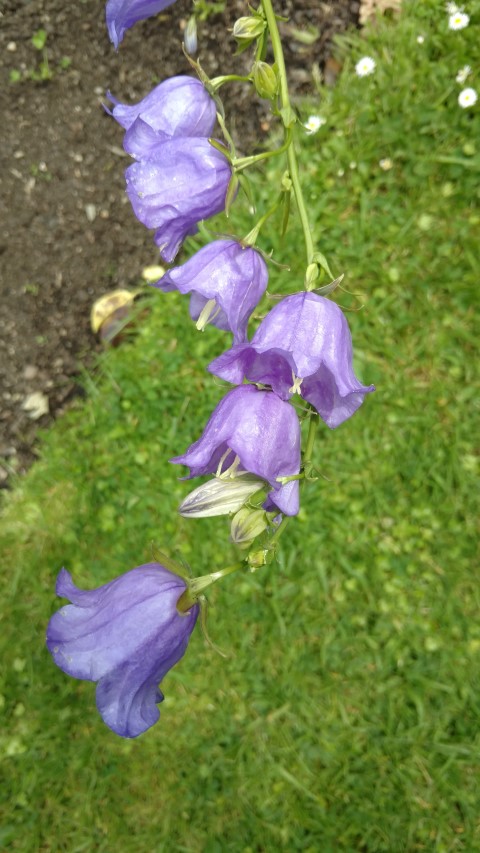 Campanula persicifolia plantplacesimage20161213_134902.jpg