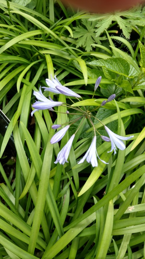 Agapanthus praecox plantplacesimage20161213_135117.jpg