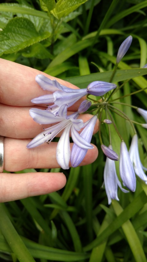 Agapanthus praecox plantplacesimage20161213_135127.jpg