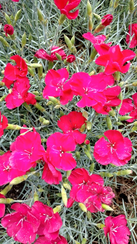 Dianthus sp. plantplacesimage20161213_135235.jpg