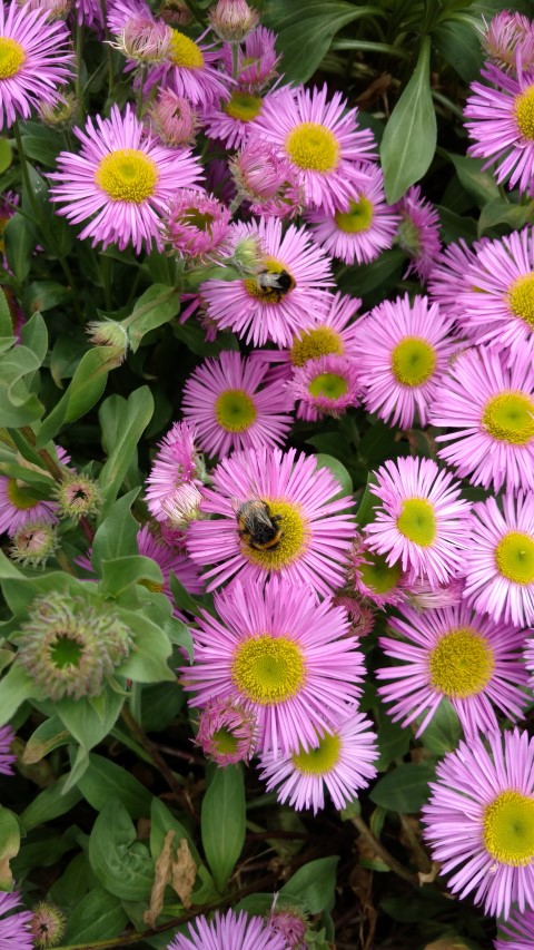 Erigeron sp plantplacesimage20161213_135322.jpg