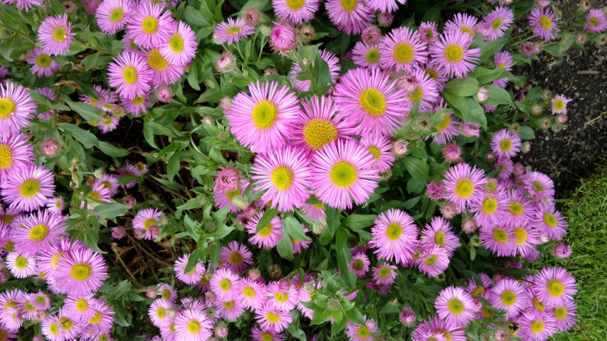 Erigeron sp plantplacesimage20161213_135346.jpg