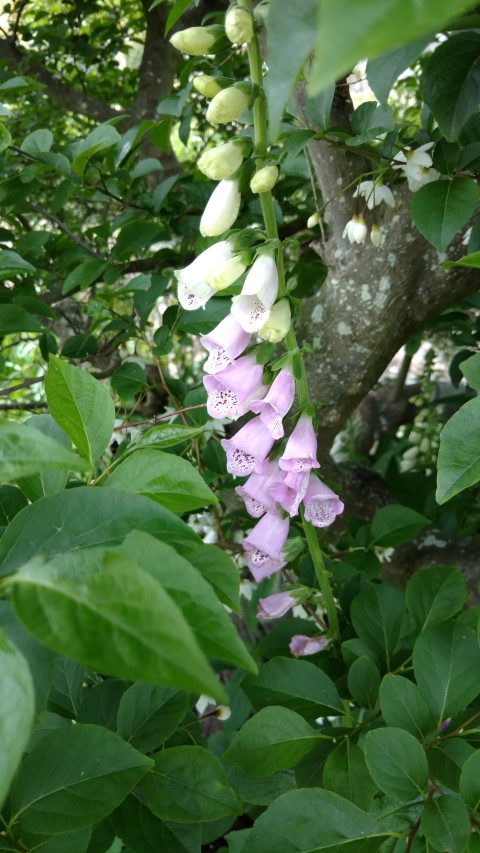 Digitalis x mertonensis plantplacesimage20161213_135729.jpg