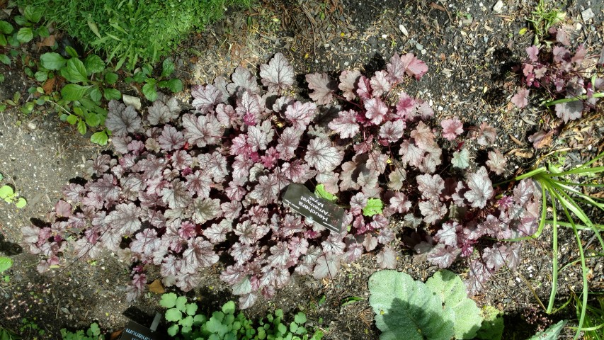 Heuchera micrantha plantplacesimage20161213_141317.jpg