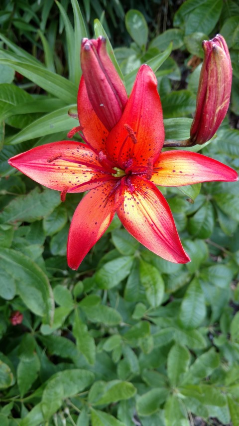 Lilium spp plantplacesimage20161214_122753.jpg