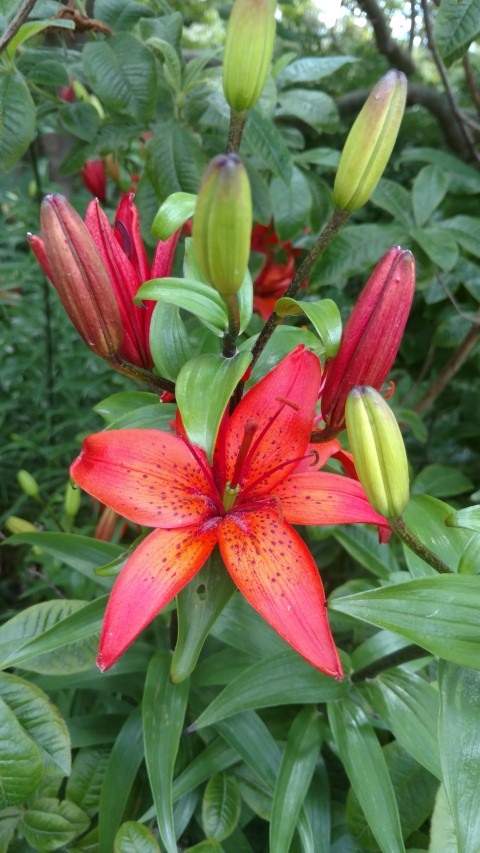 Lilium spp plantplacesimage20161214_122808.jpg