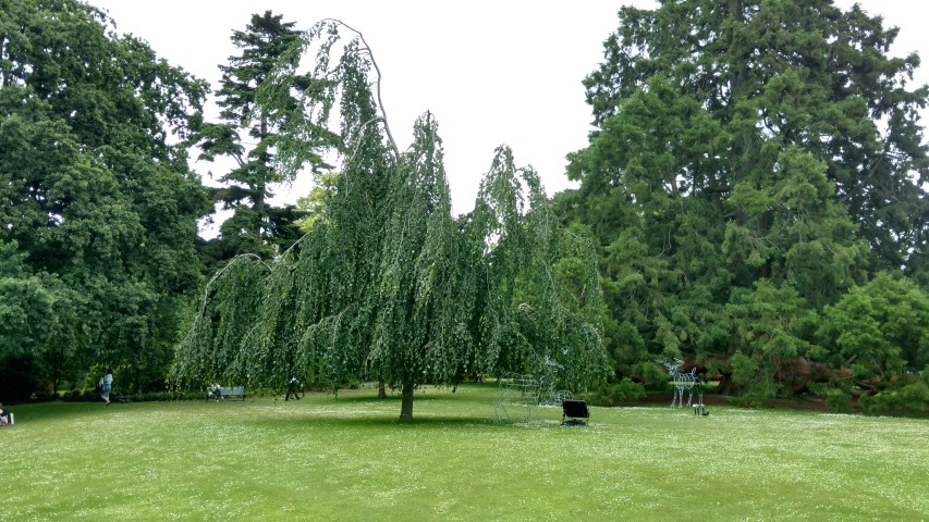 Cercidiphyllum japonicum plantplacesimage20161214_123627.jpg