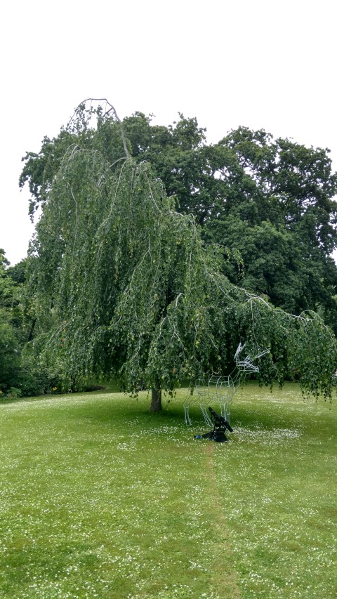 Cercidiphyllum japonicum plantplacesimage20161214_123644.jpg