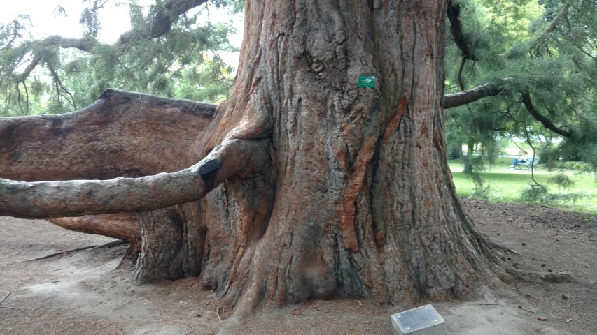 Sequoiadendron giganteum plantplacesimage20161214_123749.jpg