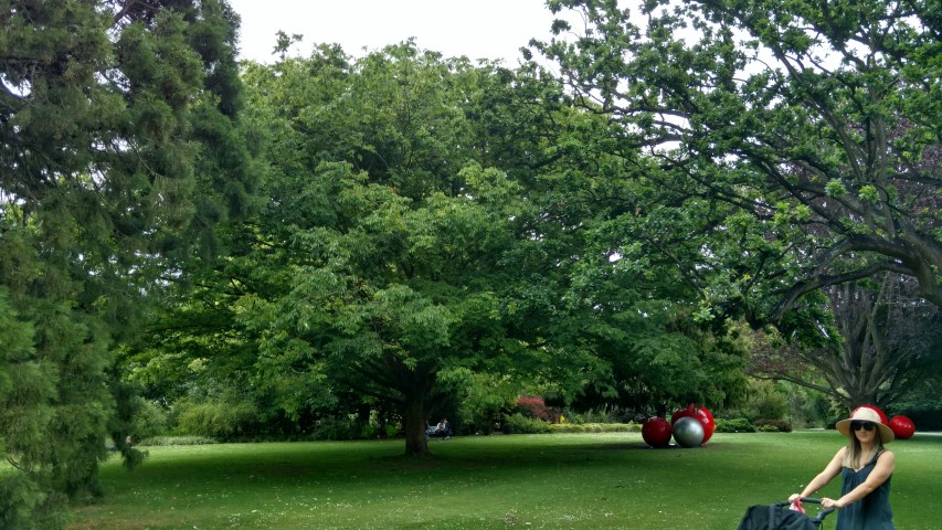 Zelkova serrata plantplacesimage20161214_124033.jpg