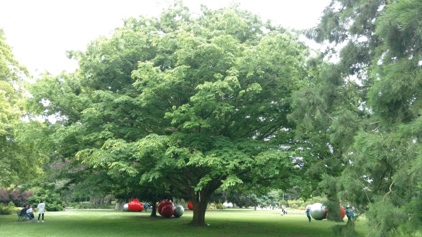 Zelkova serrata plantplacesimage20161214_124138.jpg