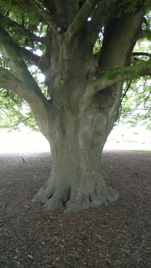 Fagus sylvatica plantplacesimage20161214_124516.jpg