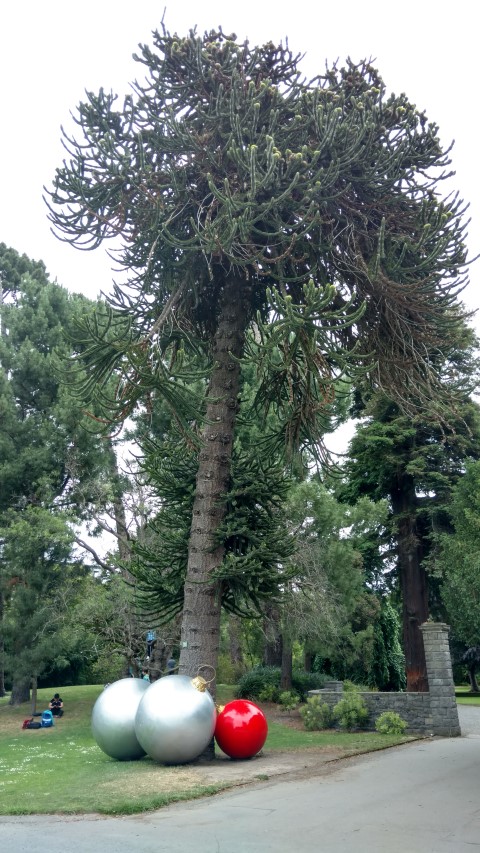 Araucaria araucana plantplacesimage20161214_124954.jpg