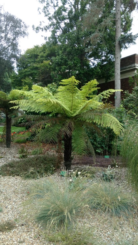 Cyathea smithii plantplacesimage20161214_125046.jpg