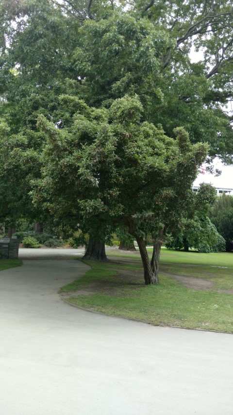 Crataegus pubescens plantplacesimage20161214_125801.jpg