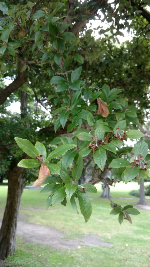 Crataegus pubescens plantplacesimage20161214_125825.jpg