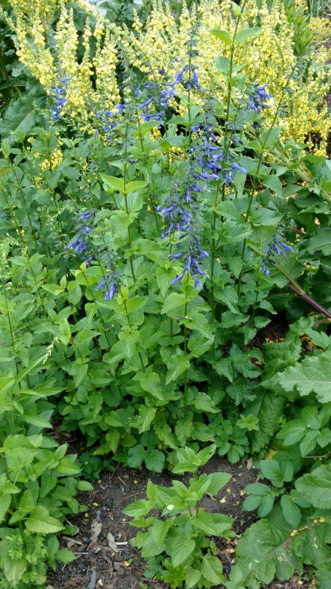 Salvia guaranitica plantplacesimage20161214_130810.jpg
