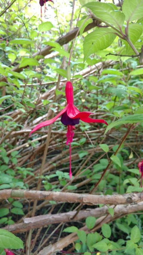 Fuchsia spp plantplacesimage20161214_131222.jpg